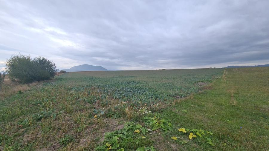 Teren agricol extravilan de 48100 mp, în Hălchiu