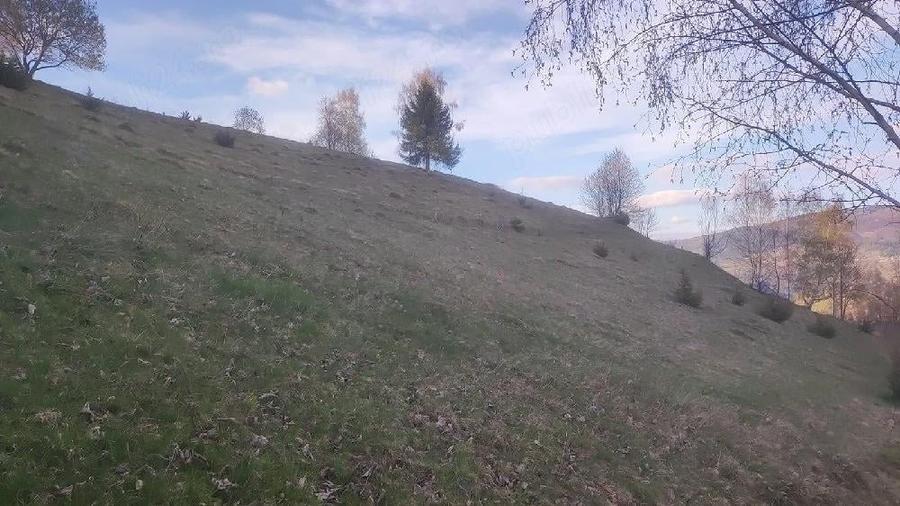 Teren de 100000 mp, în Horea