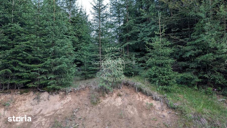 Teren 19,500 mp (1,95 Ha)-curent-ideal cabane-Colibita