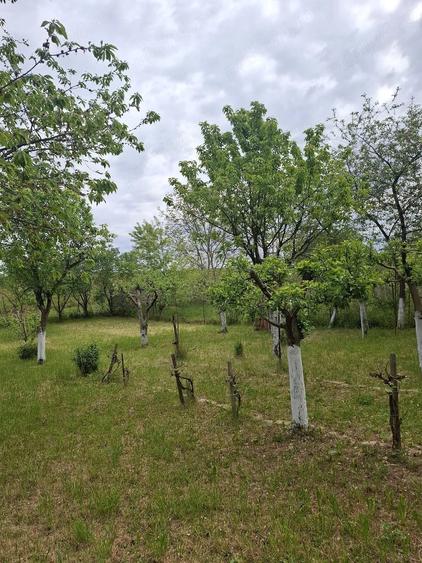 Teren de 500 mp, în Bercu Roșu