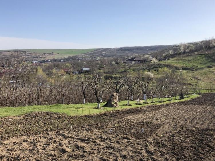Teren de 5000 mp, în Miroslava