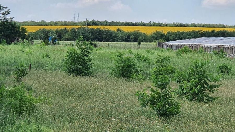 Teren de 1000 mp, în Războieni