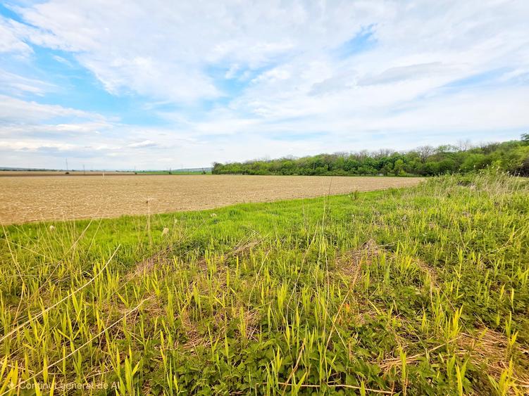 Teren Construcții intravilan de 7900 mp, în Bucov