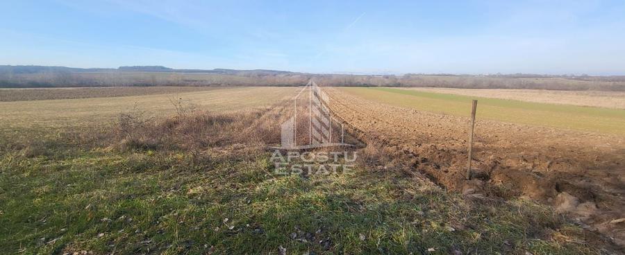 Teren agricol extravilan de 5000 mp, în Bârsa