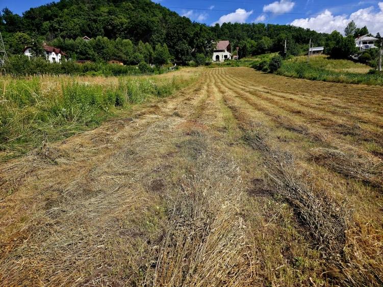 Teren de 600 mp, în Viișoara