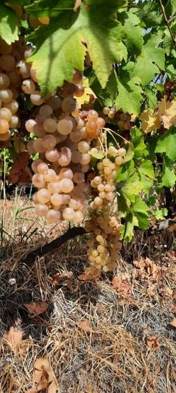 Teren agricol intravilan de 22000 mp, în Plopu