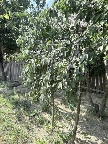 Teren de 521 mp, în Bălteni