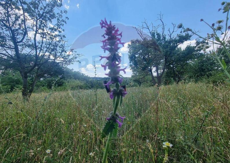 Teren de 11622 mp, în Vălenii de Munte