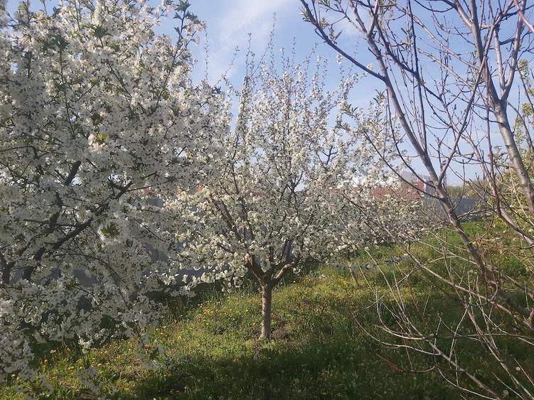 Teren de 1427 mp, în Șiria