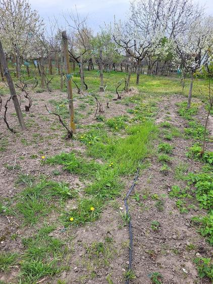 Casa de vanzare , Sat Dumitresti 5 km pana in Dragasani - 3