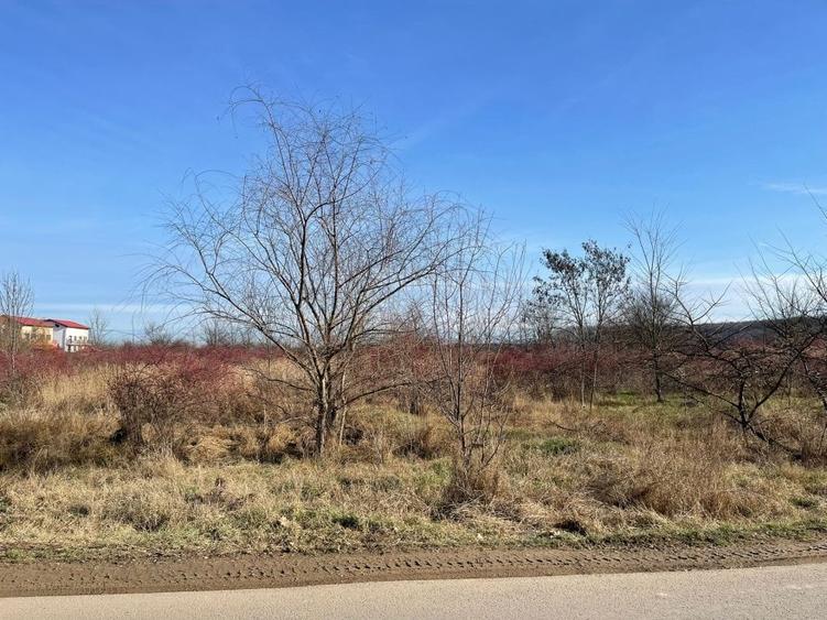 Corbeanca Vanzare teren intravilan stradal - 6