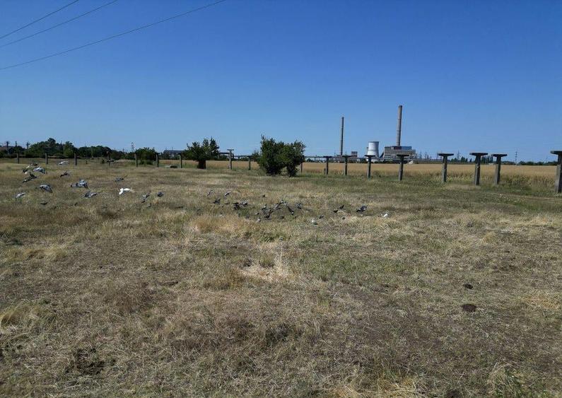 Tern intrevilan 4003 mp - 10