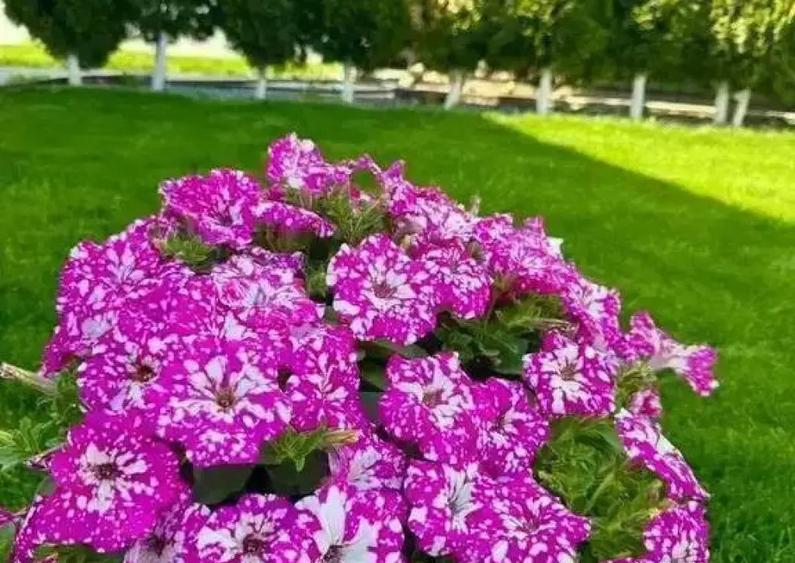 CARTIER LUX FINALIZAT-CASA NOUA INDIVIDUALA-PIPERA TUNARI - 6