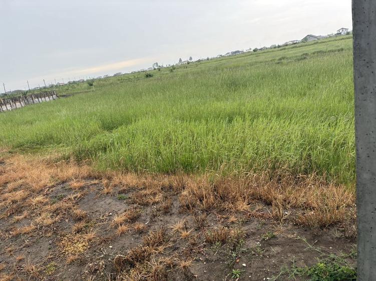 Vand Teren Bradu - 2