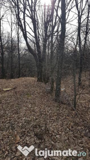 Teren extravilan 3370 mp in Mosoaia - 7