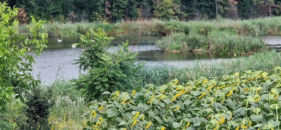 DE VANZARE Teren lac, 4500mp Moara Vlasiei DE VANZARE Teren lac, 4500mp Moara Vlasiei