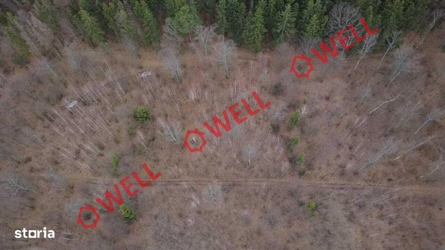 Padure mixta de vanzare in Dalnic! - 3