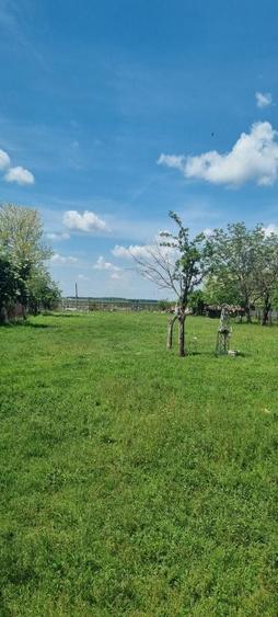 NOU !!! Vind Teren com. Ileana judetul Calarasi !! Discutabil!! - 5