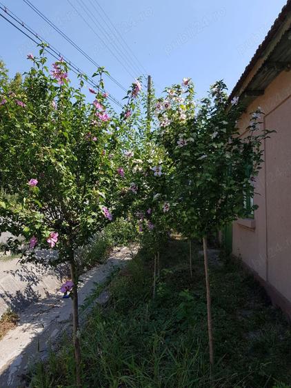 Cerna-Vand casa batraneasca 18 000 Euro negociabil - la 15 km de Dunare - 8