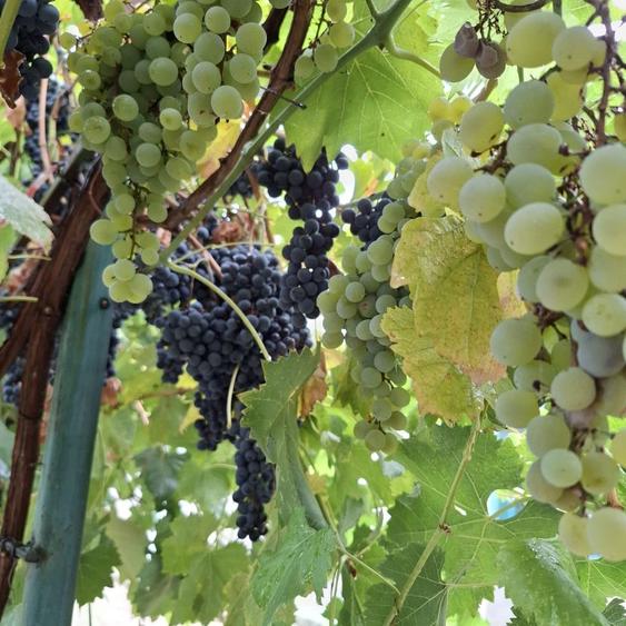 Vand Casa cu curte 851 mp 15 minute de Alexandria - 5