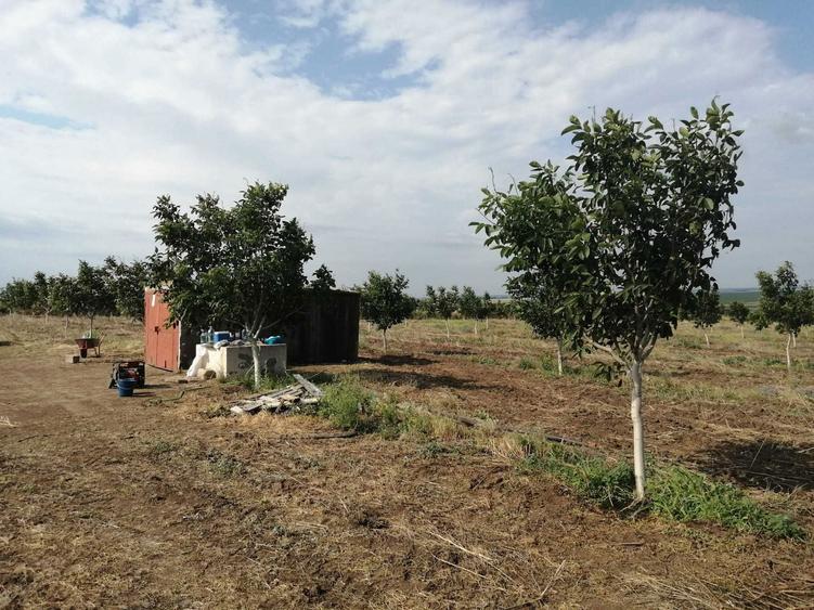 Vand livada de nuci 5ha - 7