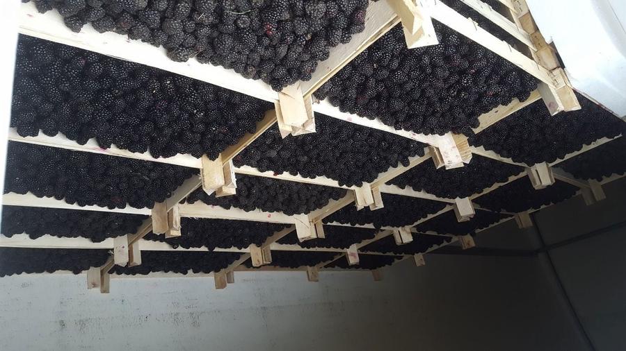 URGENT ..Teren agricol Ferma de mure , zmeura si pomi fructiferi - 8