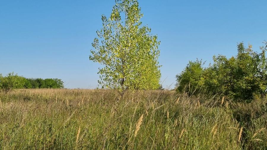 Casa Pensiune in Viile Satu Mare teren 1,63 ha, 11 camere, 10 bai - 17