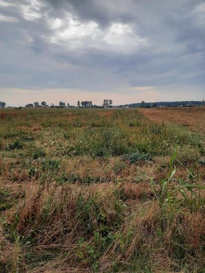 VANZARE TEREN COM. DOMNESTI- SAT. TEGHES - 2