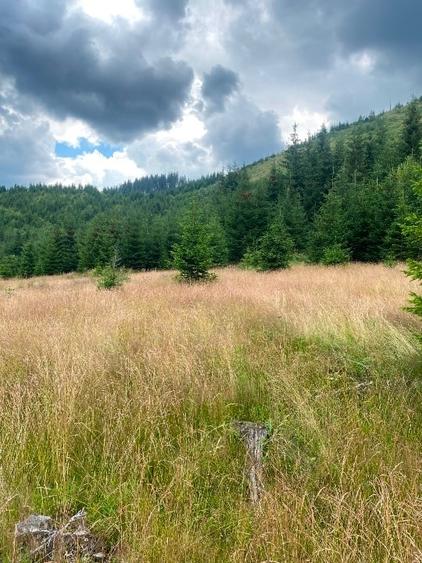 2 terenuri in zona Obarsia Lotrului - 8