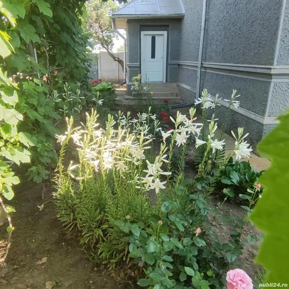 Casa la ?ara de vanzare - 9