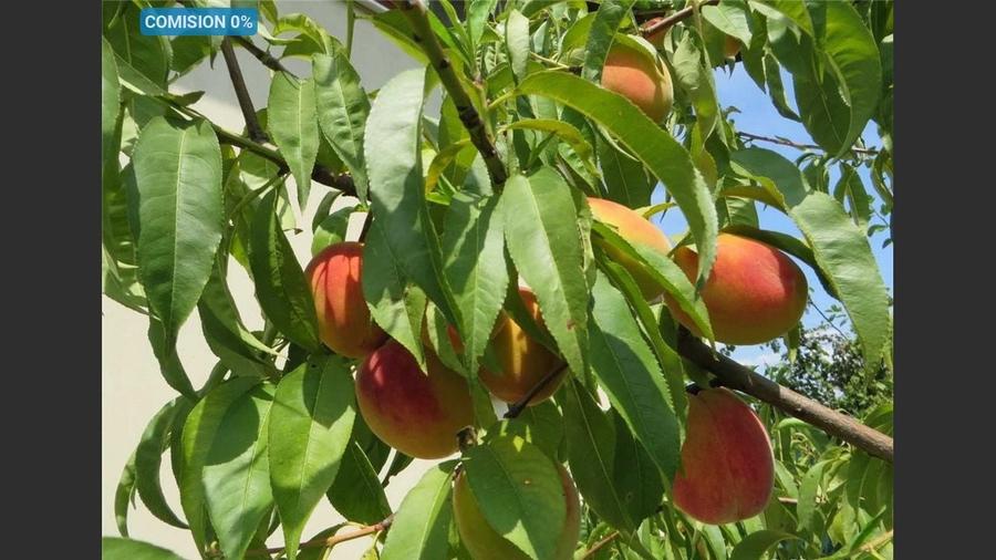 House for sale, 3 Rooms, 121 sqm, Giurgiu - 1