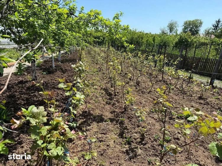 Casa cu 4000 mp teren, Letca Noua, Giurgiu 1h de Bucure?ti - 1