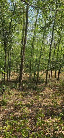 Teren de vanzare - 2