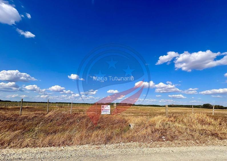 Teren 30.500 mp de vanzare in Livezi, Dolj Teren 30.500 mp de vanzare in Livezi, Dolj