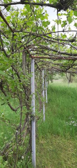 Vand casa cu 2  cam. +dependinte in Ceoasul de Campie - 10