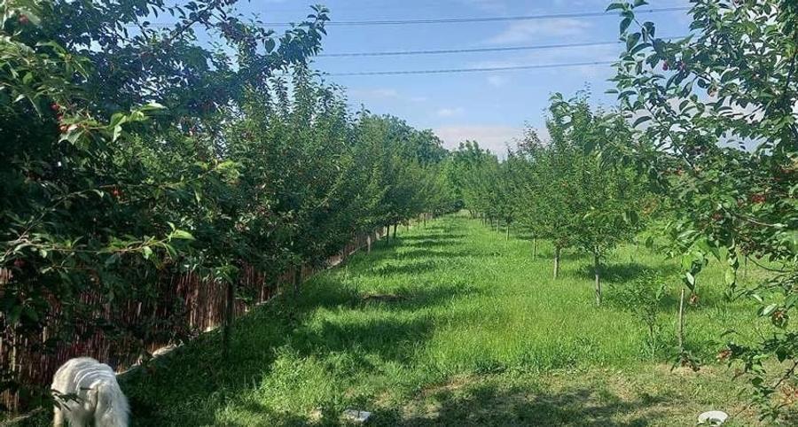 Teren Intravilan | Grigorescu | V5 UTR | deschidere 21 m | 1670mp | depozitare - 2