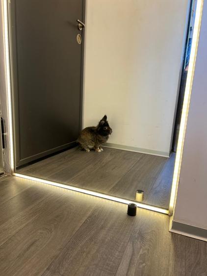 INDUSTRIAL APARTMENT - STRADA LIREI 11 - CREDIT FRIENDLY - BUNNIES FRIENDLY - 41