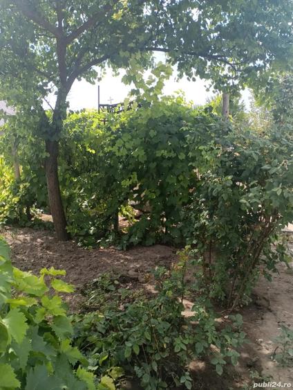 vand casa batraneasca - 6