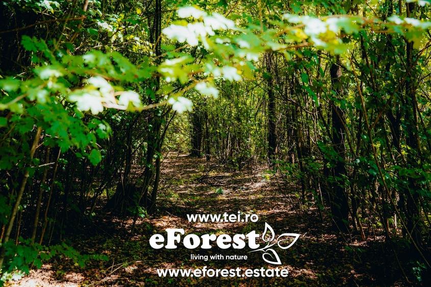 Profita acum de oferta de Paste! Loturi de casa langa padure, eForest - 3