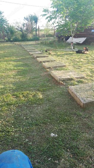 Vand teren cu anexa in Cartierul Pomilor If. Magurele aprox 500 mp, - 5