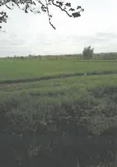 Teren extravilan Pietroasele, ID: R2586802 - 12