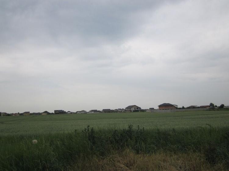 Domnesti-Narciselor - 2