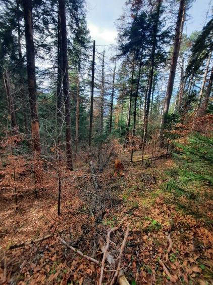 Teren forestier 2.500 mp, Vadurele comuna Alexandru cel Bun, jud. Neamț - 2