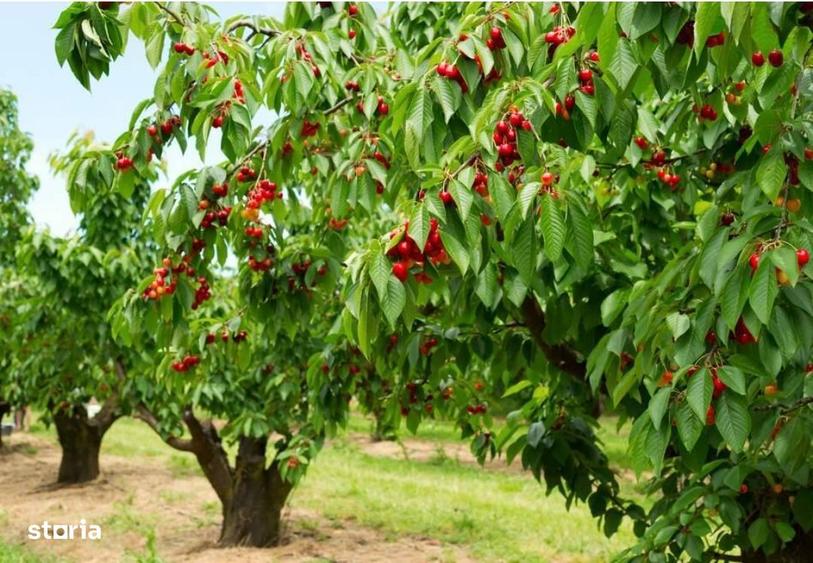 Vand urgent livada de cirese matura, cu productie, acte la zi! - 1