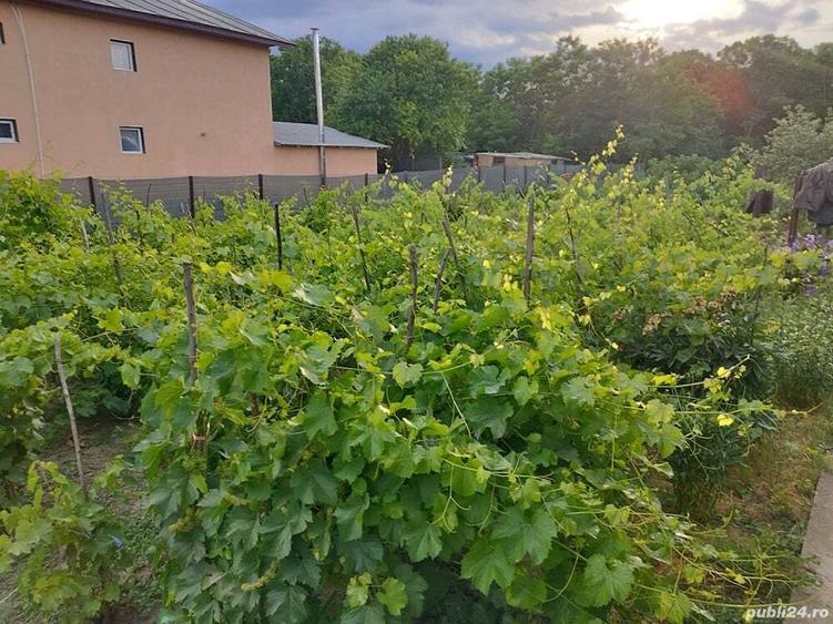 Teren intravilan plus casa de vanzare aproape de Dunare - 4