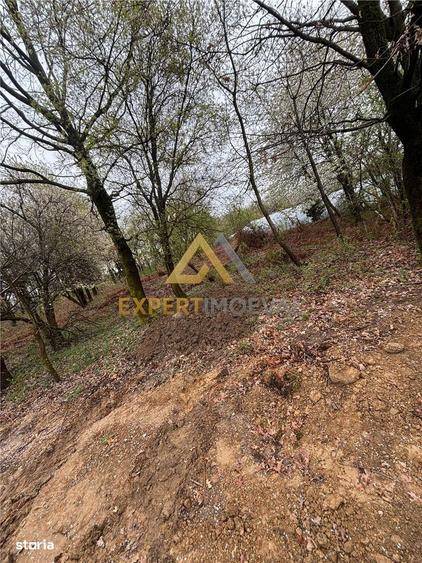 Teren intravilan in spate la Castel Transilvania 1.000mp - 3