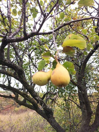 Teren 3,3 ha pentru viata la natura livada, liniste, Strunga Iasi - 1