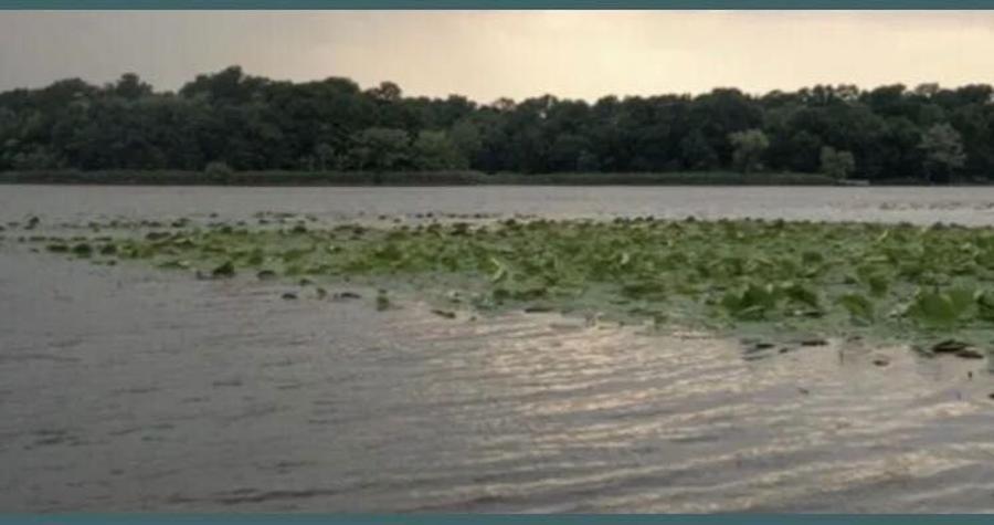 Teren Snagov (aproape de lac) - 5