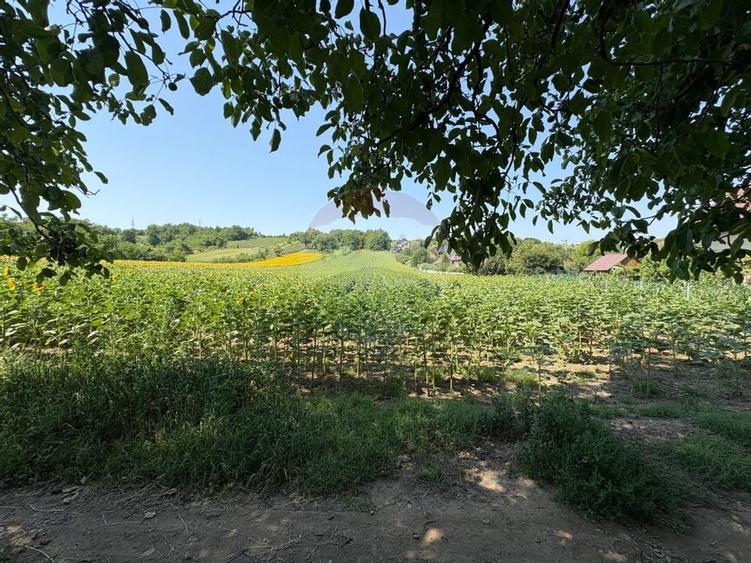 Teren 9,012mp Saucesti / Strada Ciresului - 1