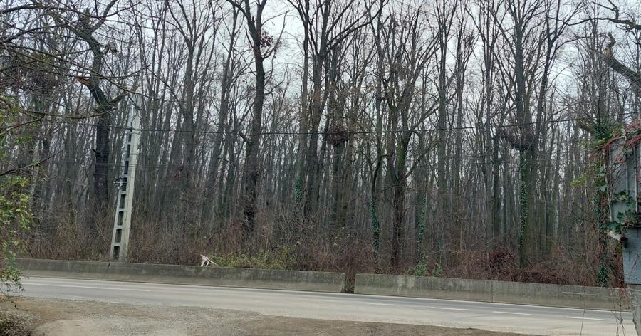 Teren de vânzare – 1000 mp în Mogoșoaia, zonă ideală pentru locuință - 6